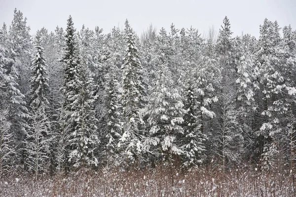 Fine Autunno Nella Foresta Dopo Nevicata Gli Alberi Sono Coperti — Foto Stock