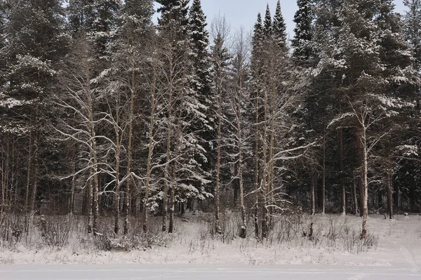 Finales Otoño Bosque Después Nevada Los Árboles Están Cubiertos Con — Foto de Stock