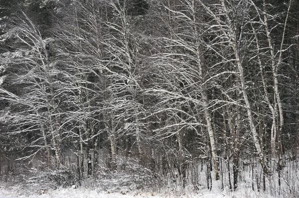 Late Herfst Het Bos Sneeuwval Bomen Zijn Bedekt Met Zware — Stockfoto