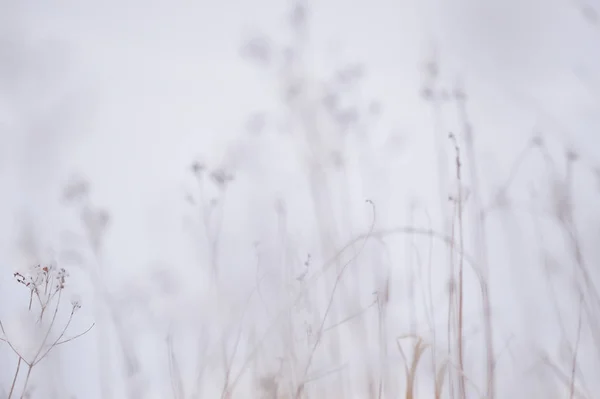 Dry Grass Lake Snow Abstract — Stockfoto