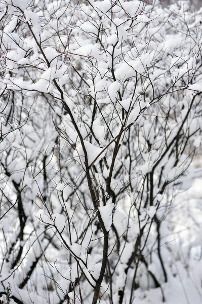 Näkymä Järvelle Lumen Peitossa — kuvapankkivalokuva