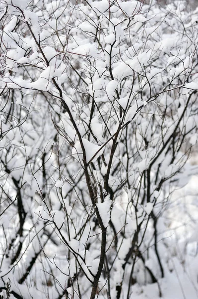 Utsikt Över Sjön Täckt Med Snö — Stockfoto