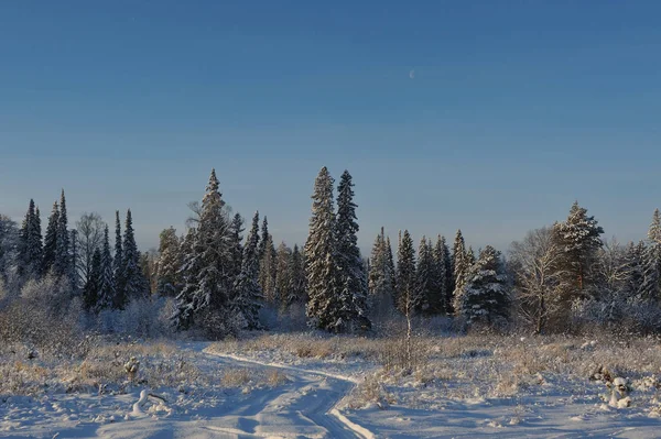 Wintereinbruch Bäume Einem Der Frostigen Tage Mit Schneekappen Bedeckt — Stockfoto