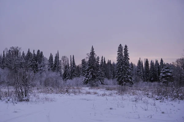 Początek Zimy Pokryte Śniegiem Czapki Drzew Jednym Mroźny Wieczór Zachodzie — Zdjęcie stockowe