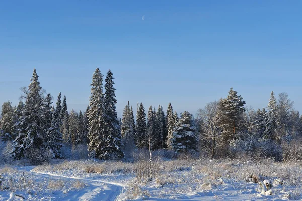 Begin Van Winter Bedekt Met Sneeuw Kappen Bomen Een Van — Stockfoto