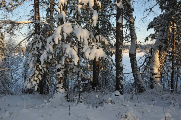Początek Zimy Pokryte Śniegiem Czapki Drzew Jednym Mroźne Dni — Zdjęcie stockowe
