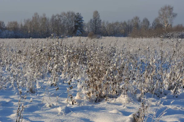 Begin Van Winter Velden Buurt Van Rivier Een Van Ijzige — Stockfoto