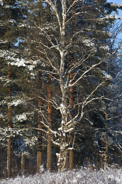 冬天的开始 在寒冷的日子里 覆盖着雪帽树 — 图库照片