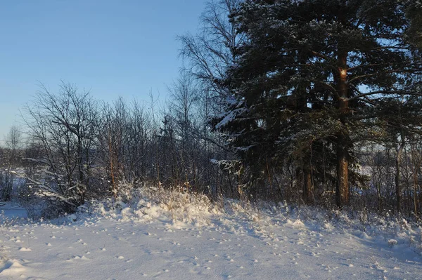 Début Hiver Couvert Calottes Neige Arbres Dans Des Jours Gel — Photo