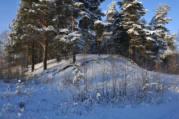 Begin Van Winter Bedekt Met Sneeuw Kappen Bomen Een Van — Stockfoto