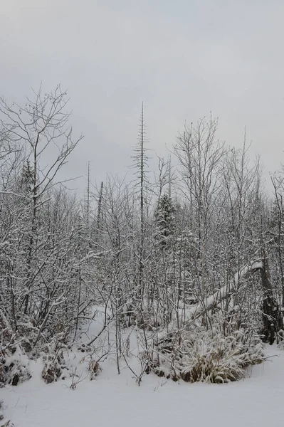 Landschaft Der See Ist Nach Dem Schneefall Von Sumpfigem Boden — Stockfoto