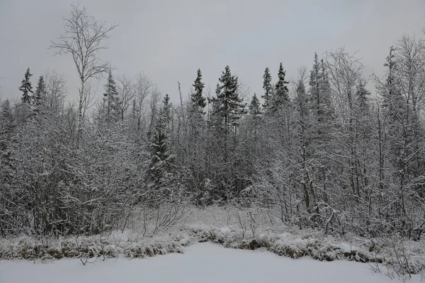 風景です 降雪後湿地土壌に囲まれています — ストック写真