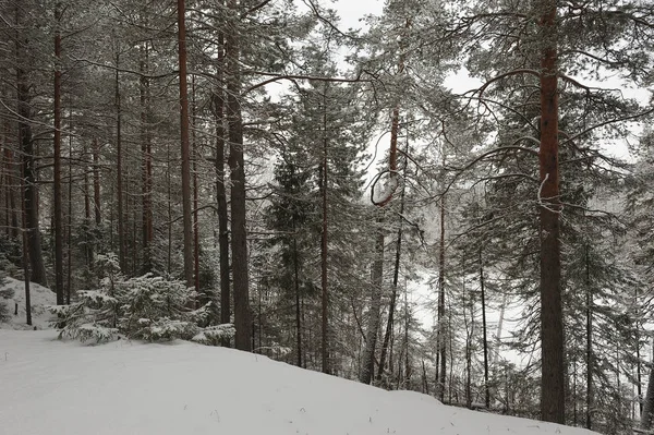 降雪后森林中的深秋 — 图库照片