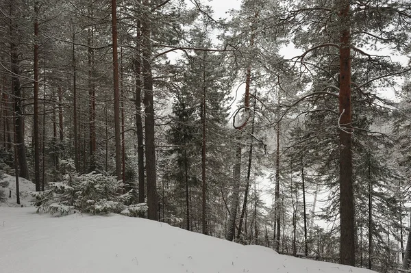 Outono Tardio Floresta Após Queda Neve — Fotografia de Stock