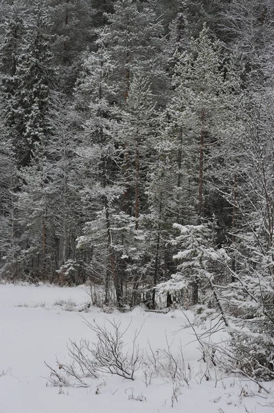 Fine Autunno Nella Foresta Dopo Nevicata — Foto Stock
