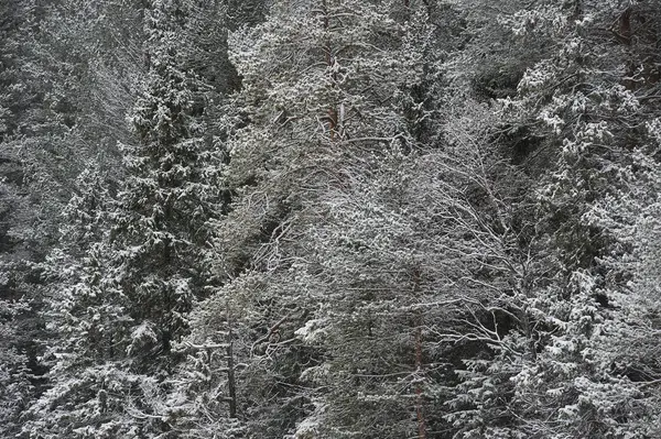 Αργά Φθινόπωρο Στο Δάσος Μετά Την Χιονόπτωση — Φωτογραφία Αρχείου