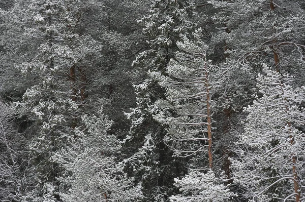 Поздней Осенью Лесу После Снегопада — стоковое фото
