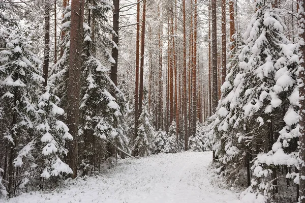 Finales Otoño Bosque Después Nevada Los Árboles Están Cubiertos Con Imagen de archivo