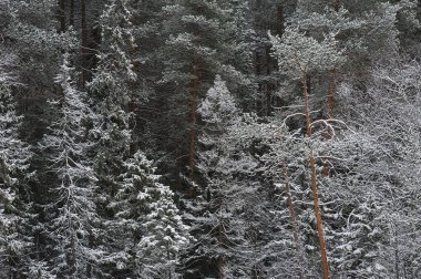Geç sonbaharda ormanda kar yağışı sonra