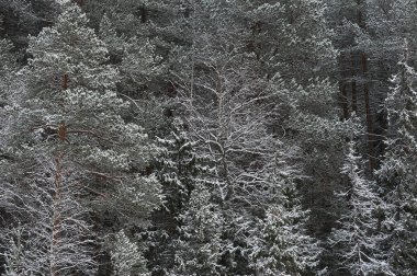 Geç sonbaharda ormanda kar yağışı sonra