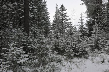 Geç sonbaharda ormanda kar yağışı sonra