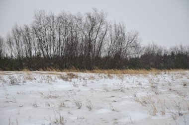Manzara Vychegda Nehri'nin kıyısında Kasım ayı sonlarında çöl..