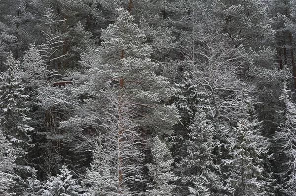 降雪后森林中的深秋 — 图库照片
