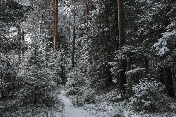 Late Autumn Forest Snowfall — Stock Photo, Image