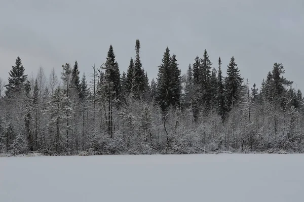 Paisaje Lago Está Rodeado Tierra Pantanosa Después Nevada —  Fotos de Stock