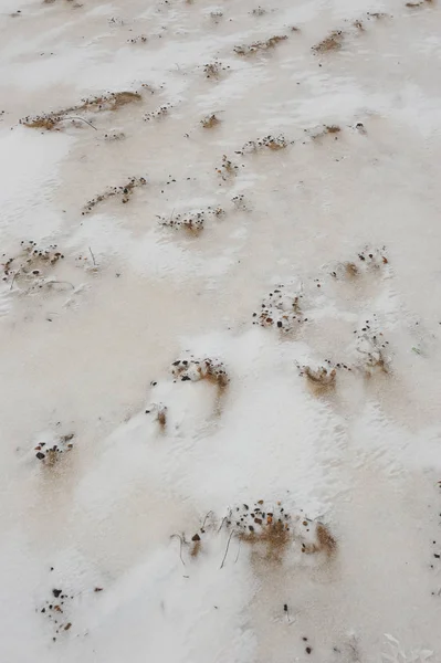 Woestijn Landschap Aan Oever Van Rivier Vytsjegda Eind November — Stockfoto