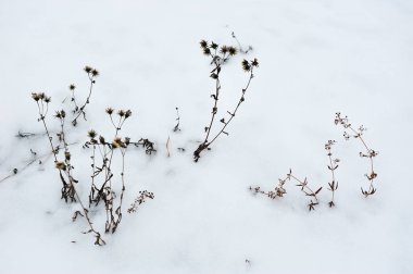 Geç sonbaharda Nehri yakınında alanlardaki.