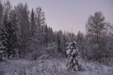 Güneş battıktan sonra soğuk akşam tarafından vahşi Kuzey orman.