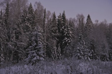 Güneş battıktan sonra soğuk akşam tarafından vahşi Kuzey orman.