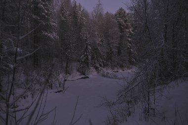 Güneş battıktan sonra soğuk akşam tarafından vahşi Kuzey orman.