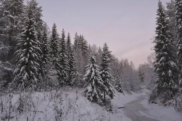 Vilda Norra Skogen Frostiga Kväll Efter Solnedgången — Stockfoto