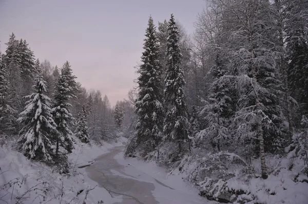 Vilda Norra Skogen Frostiga Kväll Efter Solnedgången — Stockfoto