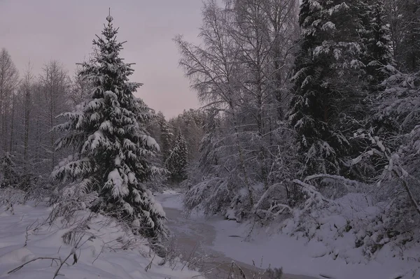Vilda Norra Skogen Frostiga Kväll Efter Solnedgången — Stockfoto