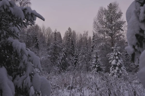 Дикий Северный Лес Вечеру После Заката — стоковое фото