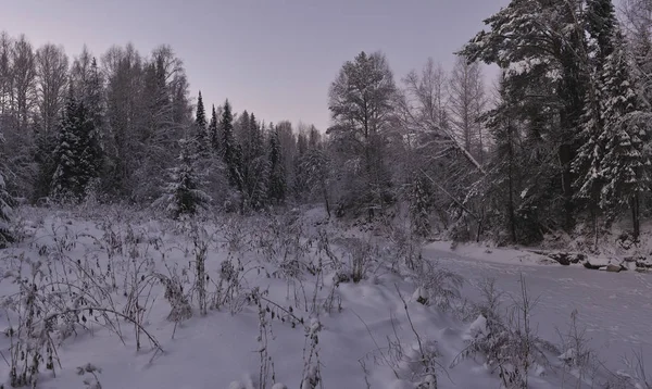 Wild Northern Forest Frosty Evening Sunset — Stock Photo, Image