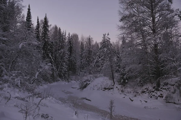 Άγριο Βόρειο Δάσος Από Παγωμένο Βράδυ Μετά Ηλιοβασίλεμα — Φωτογραφία Αρχείου