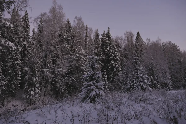 日落后寒冷的夜晚 狂野的北方森林 — 图库照片