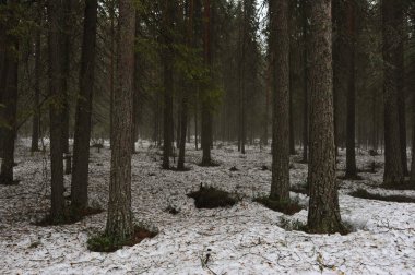 Tayga ormanı içinde çözülme. Kar ve sıcak hava, sıcak gün boyunca gelen soğuk bir sis sis vermek.