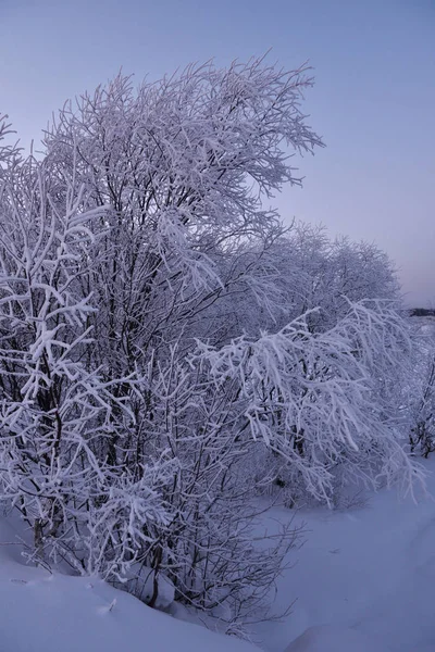 Přírody Břehu Řeky Zimě Mrazivý Večer Západu Slunce Stromy Hustou — Stock fotografie