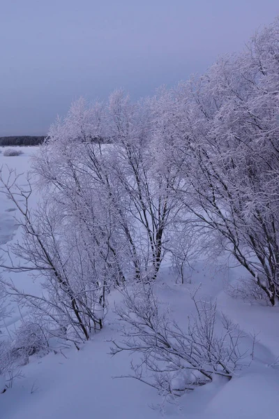 Nature Bord Rivière Hiver Soirée Givrée Après Coucher Soleil Arbres — Photo