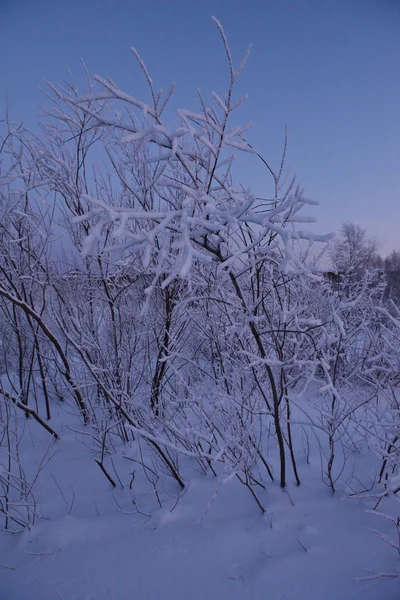 Natuur Bij River Bank Winter Frosty Avonds Zonsondergang Bomen Met — Stockfoto