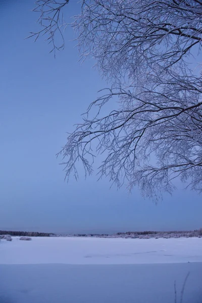 Přírody Břehu Řeky Zimě Mrazivý Večer Západu Slunce Stromy Hustou — Stock fotografie