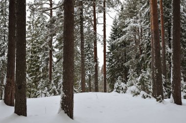Karla kaplı buzlu yabani odun..