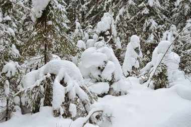 Karla kaplı buzlu yabani odun..