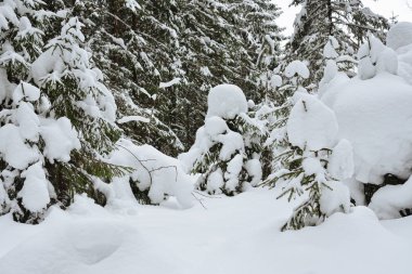 Karla kaplı buzlu yabani odun..