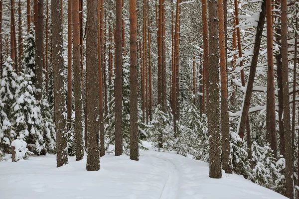 Frosty Wildwood Pokryté Sněhem — Stock fotografie